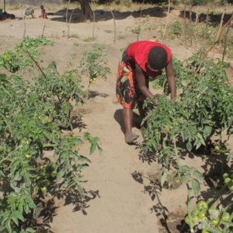 Backyard gardens for nutrition improvement for youth living with HIV 